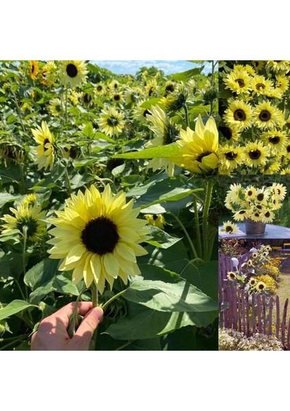 Garden Statement Katlı Ayçiçeği Tohumu Dallanır