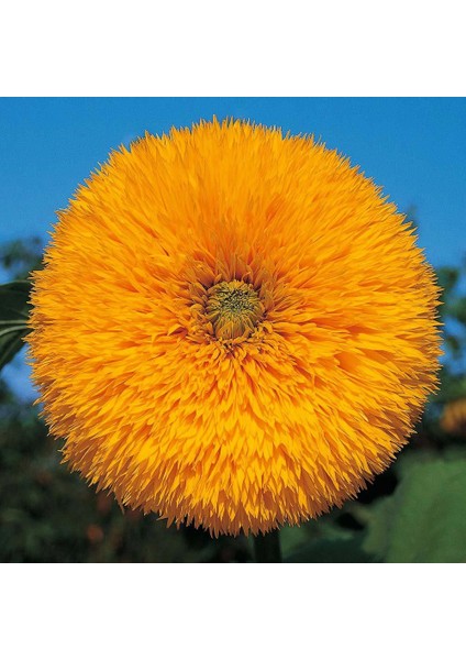 Orange Sun Ayçiçeği Tohumu Katlı Çiçekler