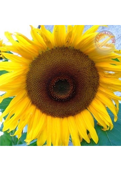 Dev Titan Ayçiçek Tohumu Atalık Giant Sunflower Titan