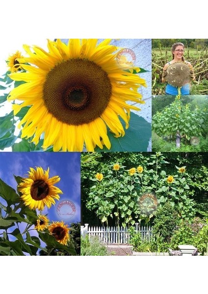 Dev Titan Ayçiçek Tohumu Atalık Giant Sunflower Titan fiyatları