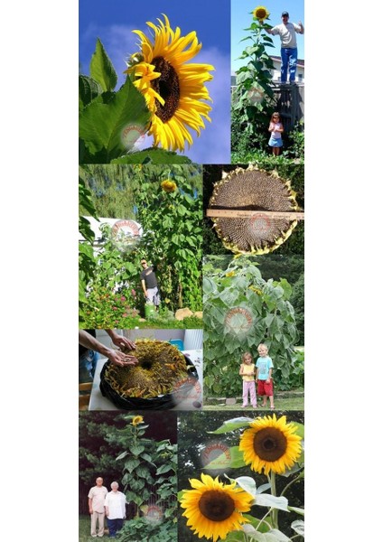 Dev Titan Ayçiçek Tohumu Atalık Giant Sunflower Titan modelleri