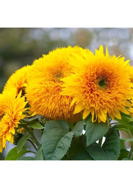 Teddy Bear Ayçiçeği Tohumu Bodur Kesme Çiçek Helianthus Annuus