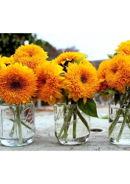 Teddy Bear Ayçiçeği Tohumu Bodur Kesme Çiçek Helianthus Annuus