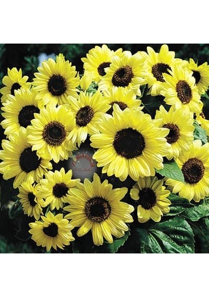 Valentine Ayçiçeği Tohumu Sevgililer Günü Helianthus Annuus