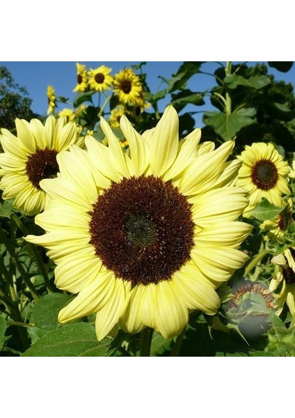 Valentine Ayçiçeği Tohumu Sevgililer Günü Helianthus Annuus