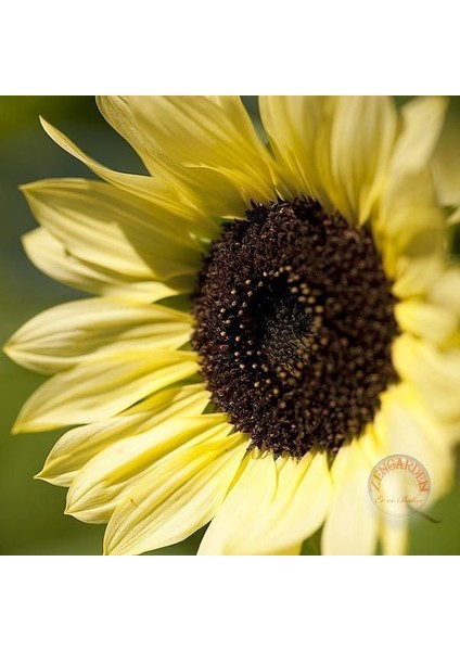 Valentine Ayçiçeği Tohumu Sevgililer Günü Helianthus Annuus