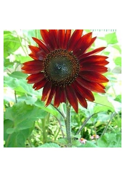 Alev Kırmızı Ayçiçeği Tohumu Red Sun Sunflower Helianthus Annuus