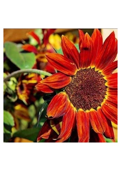 Alev Kırmızı Ayçiçeği Tohumu Red Sun Sunflower Helianthus Annuus