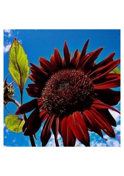 Alev Kırmızı Ayçiçeği Tohumu Red Sun Sunflower Helianthus Annuus