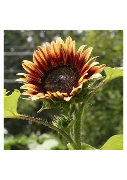 Ayçiçek Tohumu Autumn Beauty Pastel Renkler Helianthus Annuus