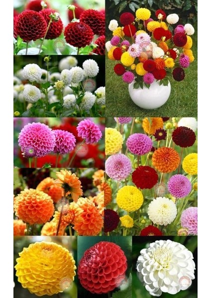 Ponpon Yıldız Çiçeği Tohumu Dahlia Variabilis Pompon Mix fiyatları