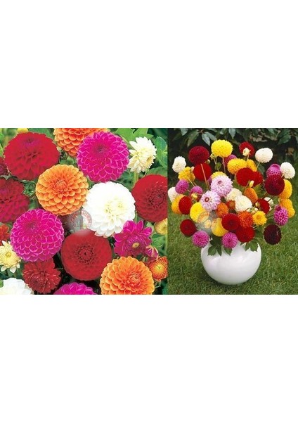 Ponpon Yıldız Çiçeği Tohumu Dahlia Variabilis Pompon Mix modelleri