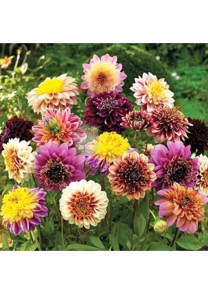 Dahlia Tohumu Dekoratif Dev Çiçekli Yıldız Çiçeği Variabilis Giants Mix