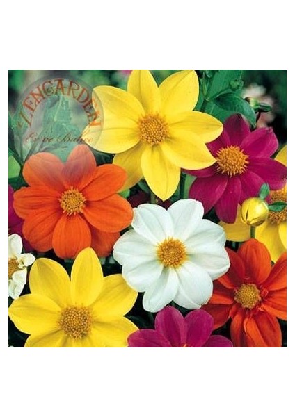 Dahlia Mignon Tohumu Bodur Yıldız Çiçeği Tohumu Dahlia Variabilis