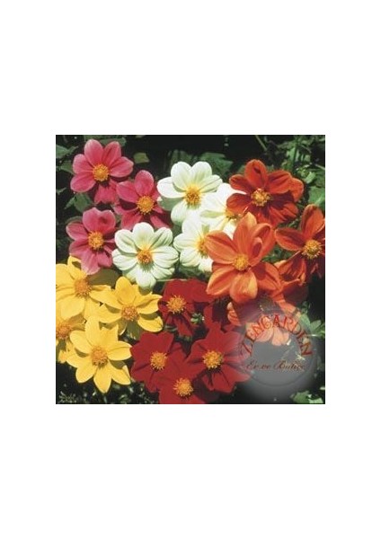 Dahlia Mignon Tohumu Bodur Yıldız Çiçeği Tohumu Dahlia Variabilis fiyatları