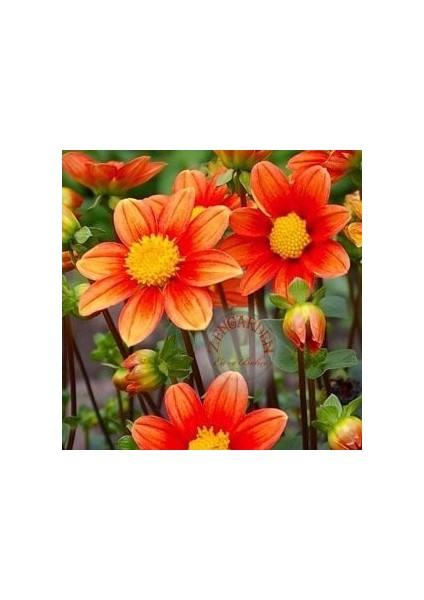 Dahlia Mignon Tohumu Bodur Yıldız Çiçeği Tohumu Dahlia Variabilis modelleri