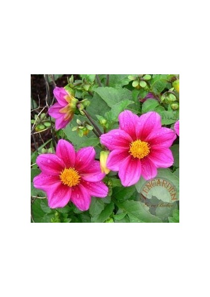 Dahlia Mignon Tohumu Bodur Yıldız Çiçeği Tohumu Dahlia Variabilis fırsatları