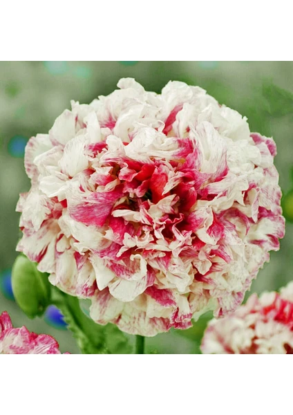 Antik Şakayık Çiçekli Gelincik Tohumu Papaver Somniferum Flemish Antique Peony