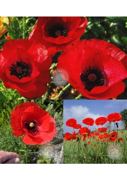 Anadolu Gelinciği Tohumu Gelincik Papaver