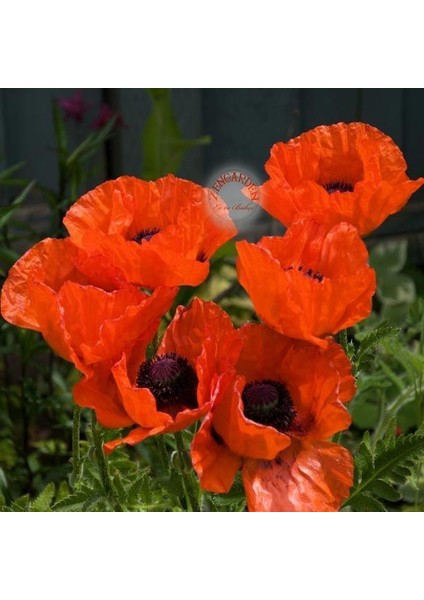 Gelincik Tohumu Papaver Orientale Kırmızı Siyah Gözlü