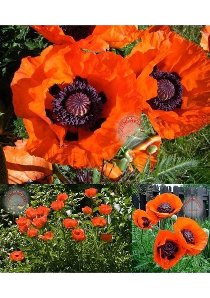 Gelincik Tohumu Papaver Orientale Kırmızı Siyah Gözlü