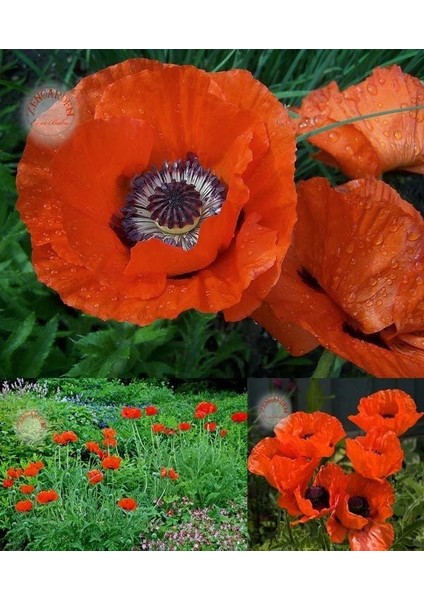 Gelincik Tohumu Papaver Orientale Kırmızı Siyah Gözlü