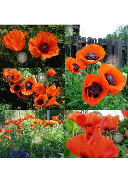 Gelincik Tohumu Papaver Orientale Kırmızı Siyah Gözlü