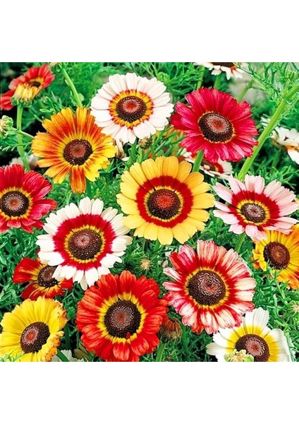 Çingene Eteği 3 Renkli Papatya Tohumu Tricolor Daisy