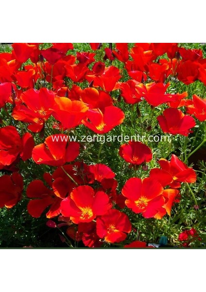 Kırmızı Acem Lalesi Tohumu Eschscholzia Californica Red Chief