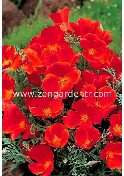 Kırmızı Acem Lalesi Tohumu Eschscholzia Californica Red Chief