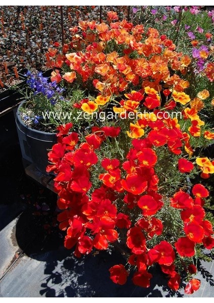 Kırmızı Acem Lalesi Tohumu Eschscholzia Californica Red Chief