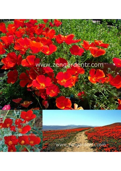 Kırmızı Acem Lalesi Tohumu Eschscholzia Californica Red Chief