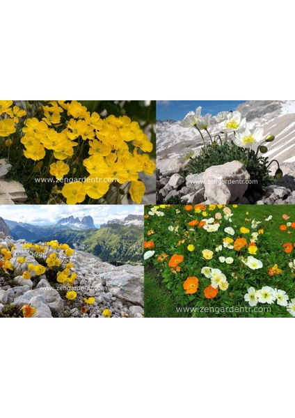 Alp Gelincik Tohumu Papaver Alpinium Renkli Karışım