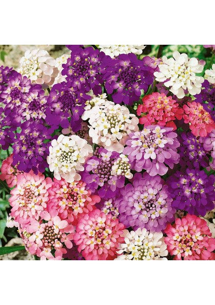 Bodur Iberis Tohumu Candytuft Dwarf Fairy Mix