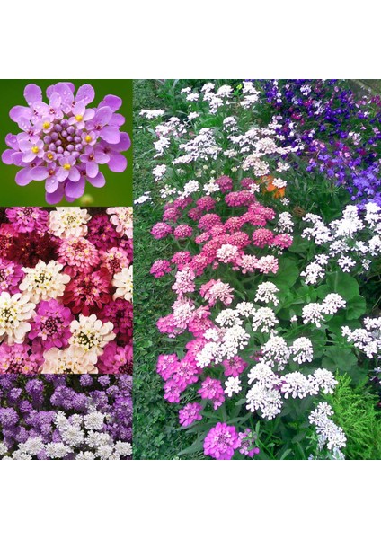 Bodur Iberis Tohumu Candytuft Dwarf Fairy Mix