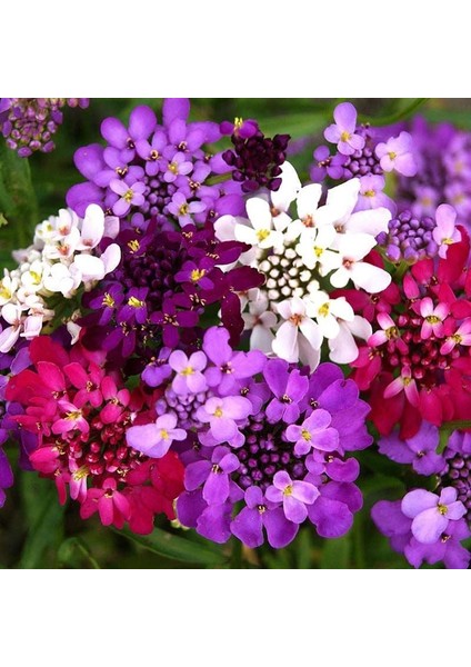 Bodur Iberis Tohumu Candytuft Dwarf Fairy Mix