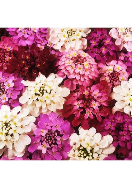 Bodur Iberis Tohumu Candytuft Dwarf Fairy Mix