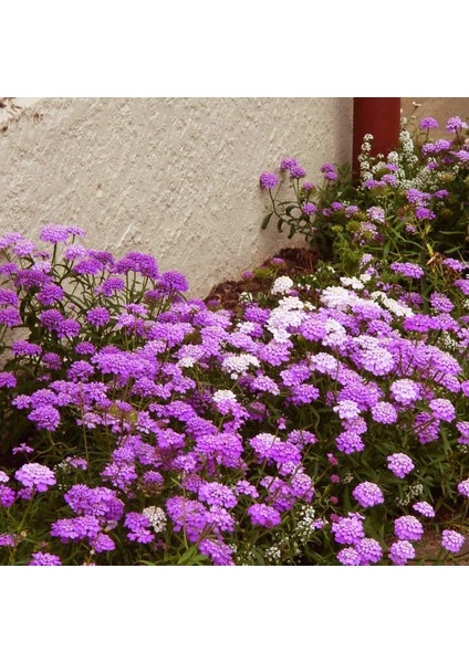 Bodur Iberis Tohumu Candytuft Dwarf Fairy Mix