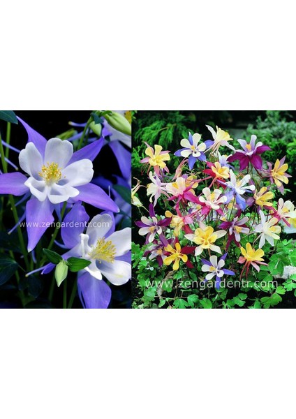 Haseki Küpesi Tohumu Aquilegia x Hybrida Mckana Giants Mix Columbine