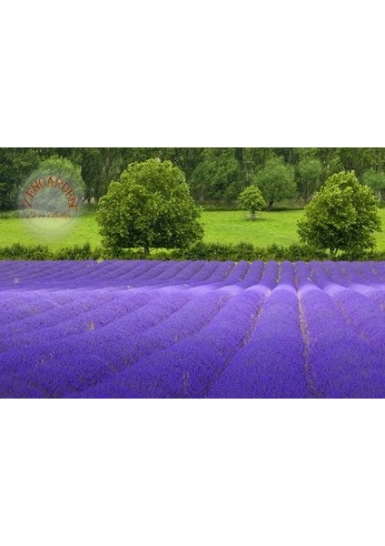 Ingiliz Lavanta Tohumu Lavandula Angustifolia Vera fiyatları