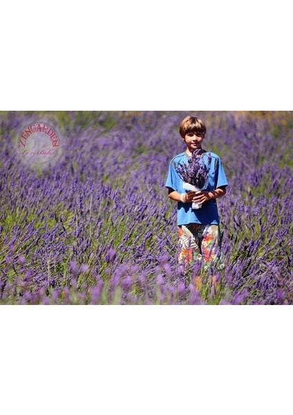 Ingiliz Lavanta Tohumu Lavandula Angustifolia Vera modelleri