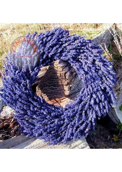 Ingiliz Lavanta Tohumu Lavandula Angustifolia Vera fırsatları