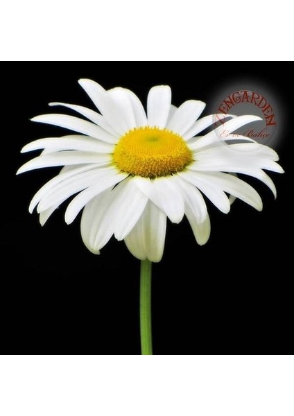 Krizantem Tohumu Seviyor Sevmiyor Papatyası Marguerite Daisy Chrysanthemum