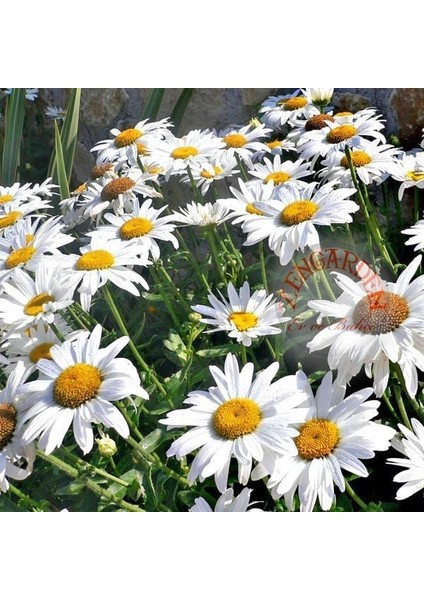 Krizantem Tohumu Seviyor Sevmiyor Papatyası Marguerite Daisy Chrysanthemum fiyatları