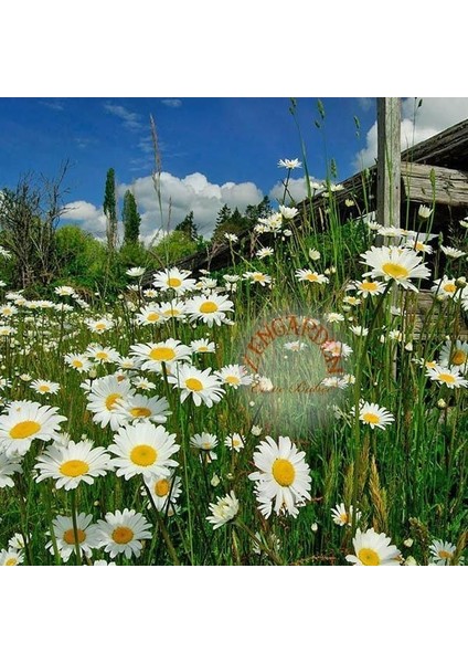 Krizantem Tohumu Seviyor Sevmiyor Papatyası Marguerite Daisy Chrysanthemum modelleri