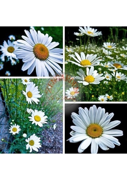 Krizantem Tohumu Seviyor Sevmiyor Papatyası Marguerite Daisy Chrysanthemum fırsatları
