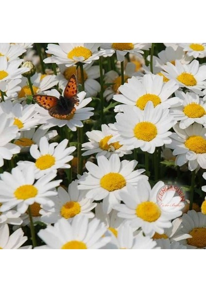 Yayılıcı Papatya Tohumu Chrysanthemum Northern Lights