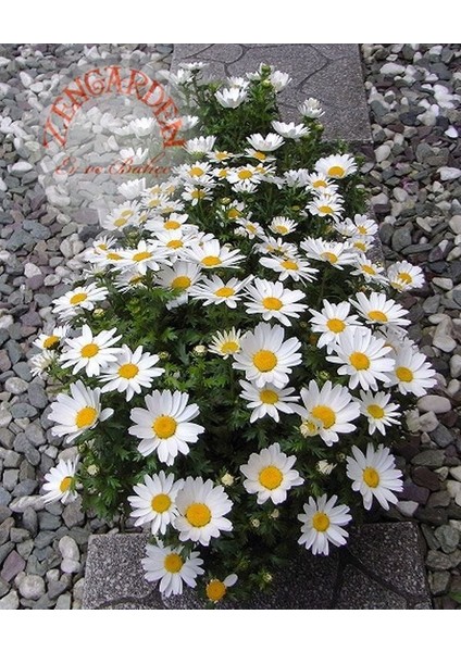 Yayılıcı Papatya Tohumu Chrysanthemum Northern Lights