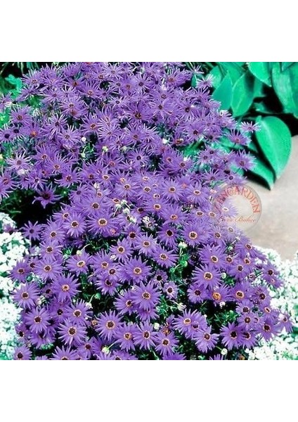 Mavi Brachycome Tohumu Iberidifolia Blue Splendour Swanriver Daisy