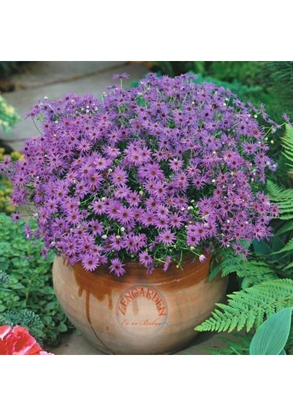 Mavi Brachycome Tohumu Iberidifolia Blue Splendour Swanriver Daisy fiyatları